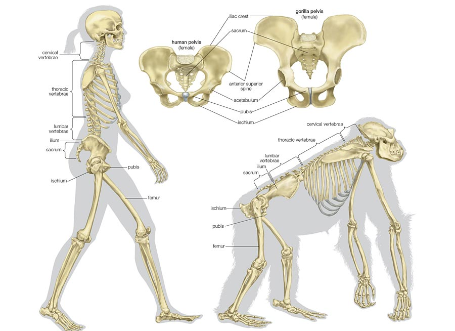 Difference of human spine from those of other mammals